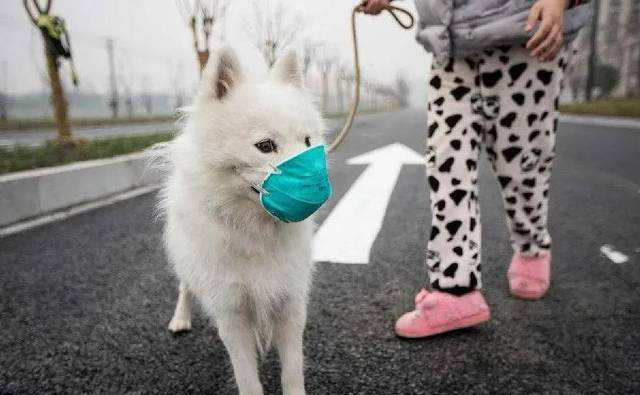 Is-SASR-Cov-2 jinfirex fl-annimali domestiċi?